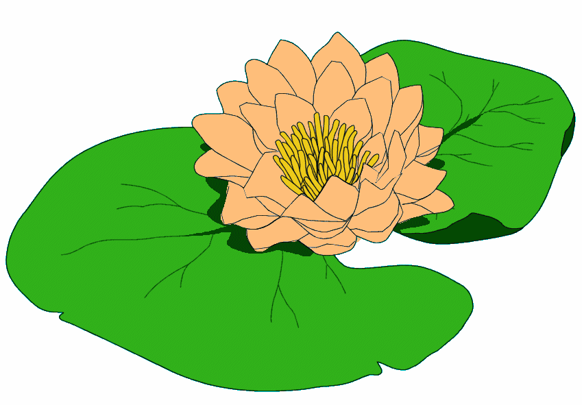 Lily pad flower clipart