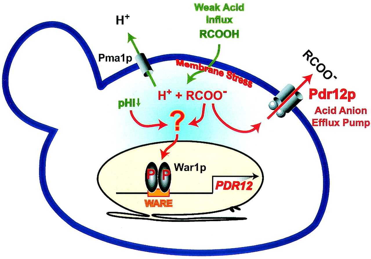 War1p, a Novel Transcription Factor Controlling Weak Acid Stress ...