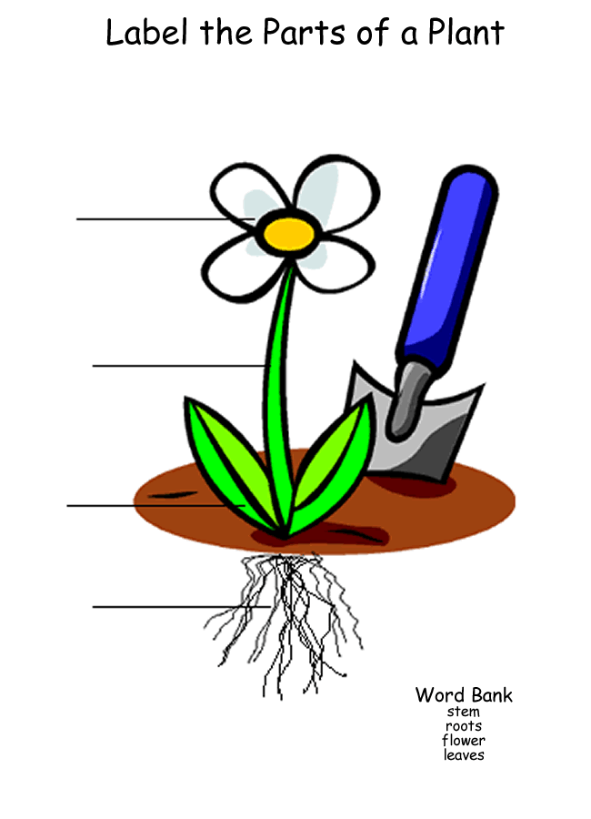 Parts Of A Plant Clipart - Free Clipart Images