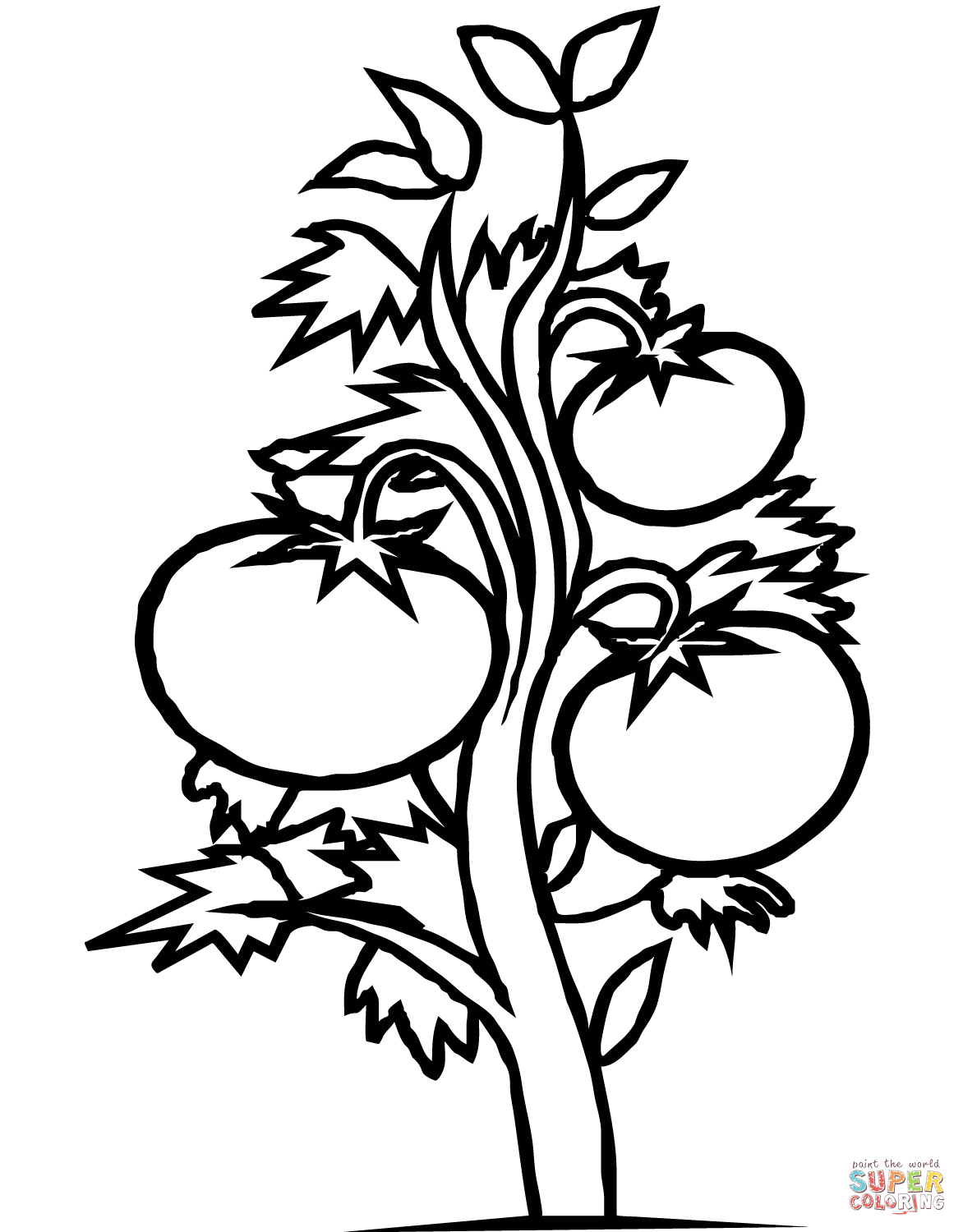 Tomato Plant coloring page | Free Printable Coloring Pages