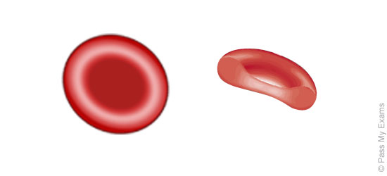 Components of Blood, Cardiovascular System - Pass My Exams: Easy ...