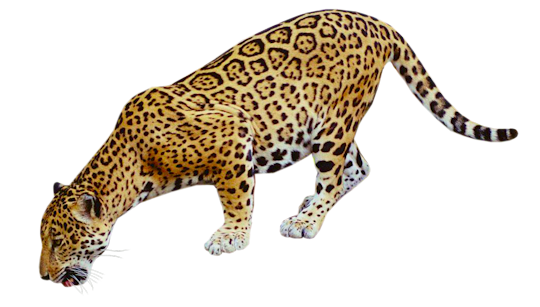 Clip art jaguar free - Clipartix