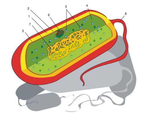 Prokaryote - Science Pal