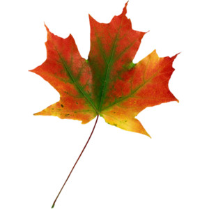 Single Fall Leaves - Polyvore