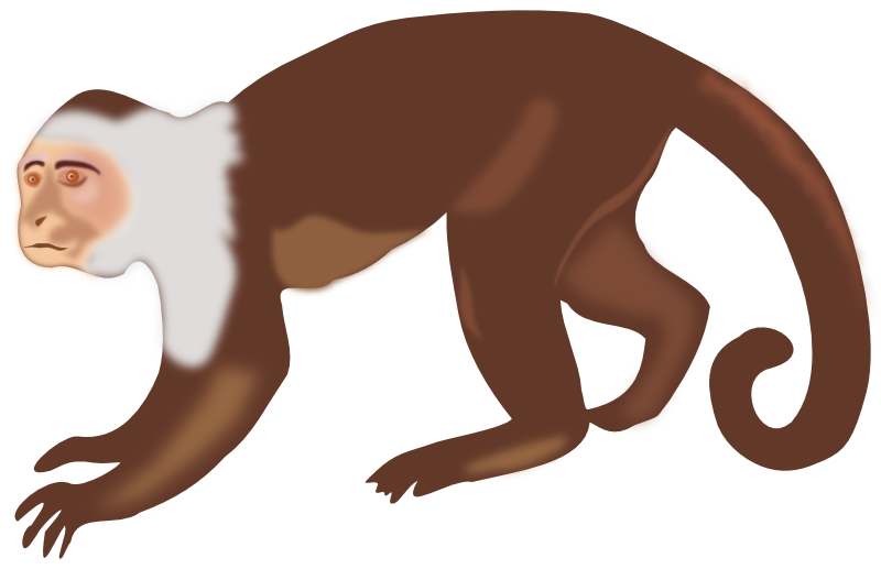 Spider Monkey Clipart - ClipArt Best