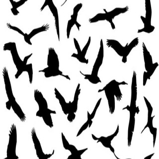 Pics Photos Flying Bird Drawing Simple How To Draw Flying Birds ...