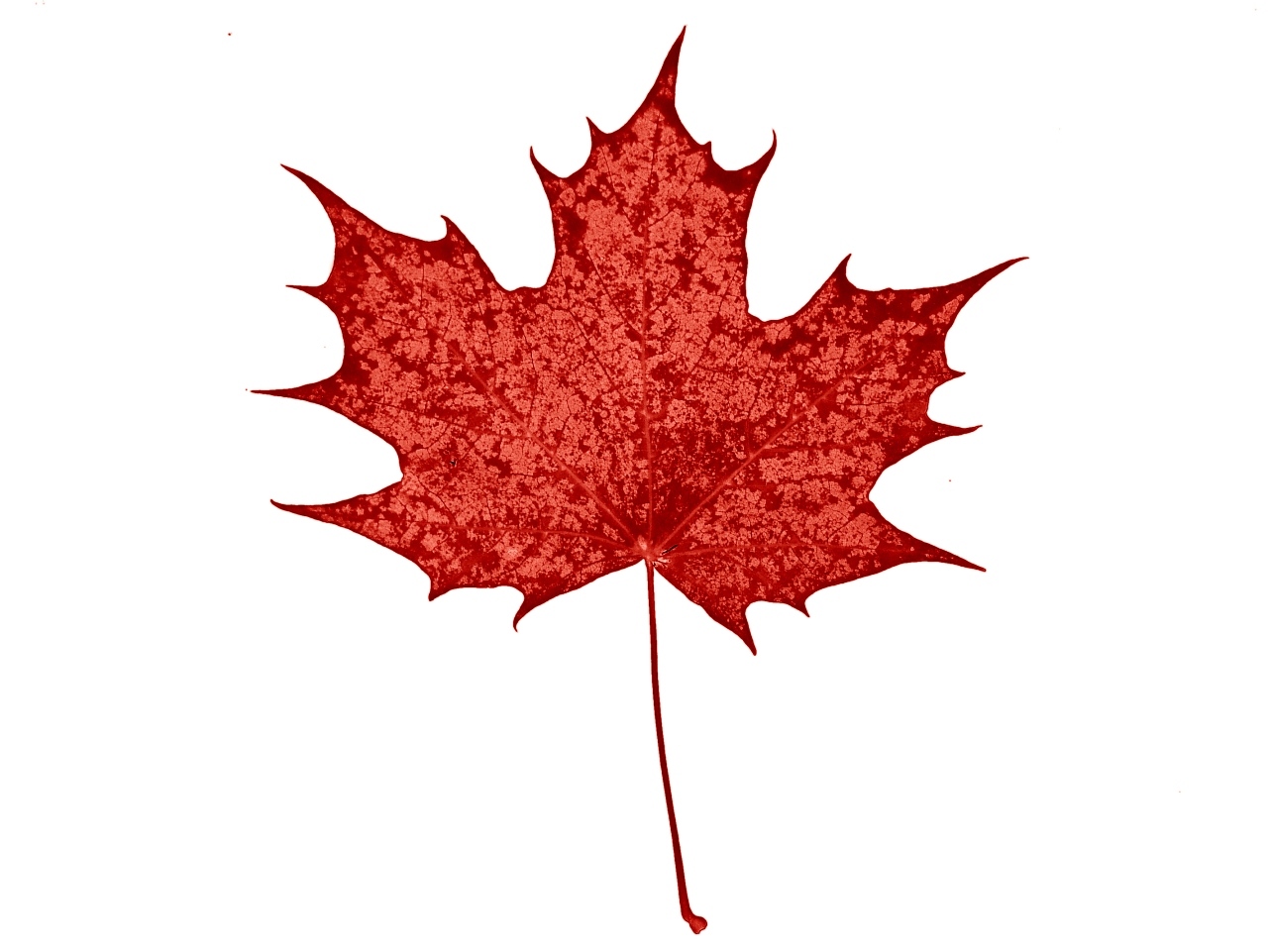 Canada Maple Leaf Symbol Pictures Free Download