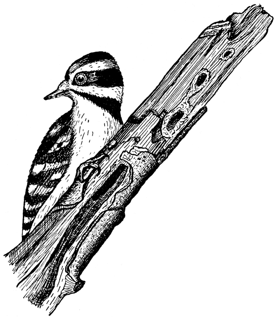 Woodpecker Clip Art - ClipArt Best