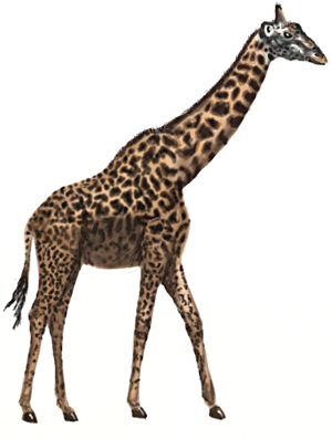 How to Draw a Giraffe - Draw Step by Step