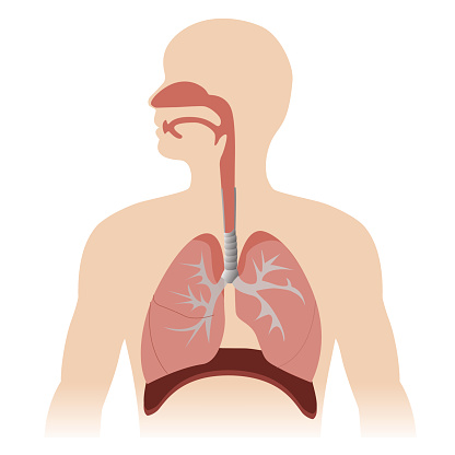 Respiratory System Clip Art, Vector Images & Illustrations