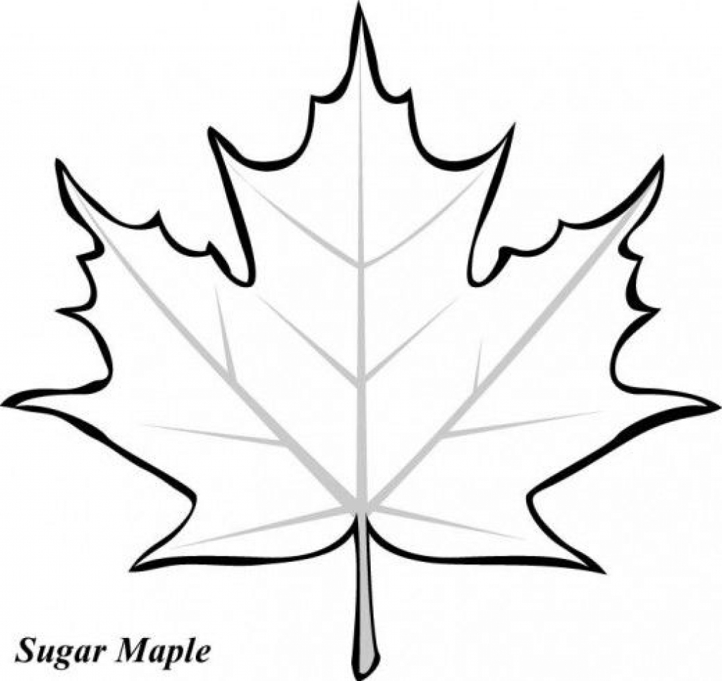 maple leaf coloring page ~ Doozink