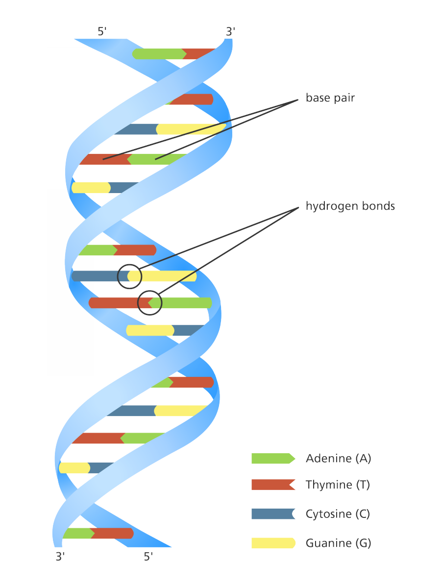 Double Helix ClipArt Best
