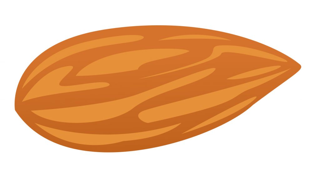 Almond Vector - ClipArt Best