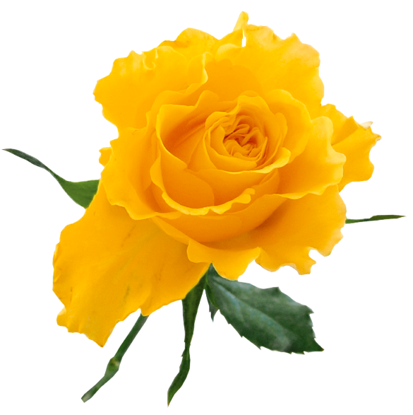 Yellow Rose Art | Free Download Clip Art | Free Clip Art | on ...