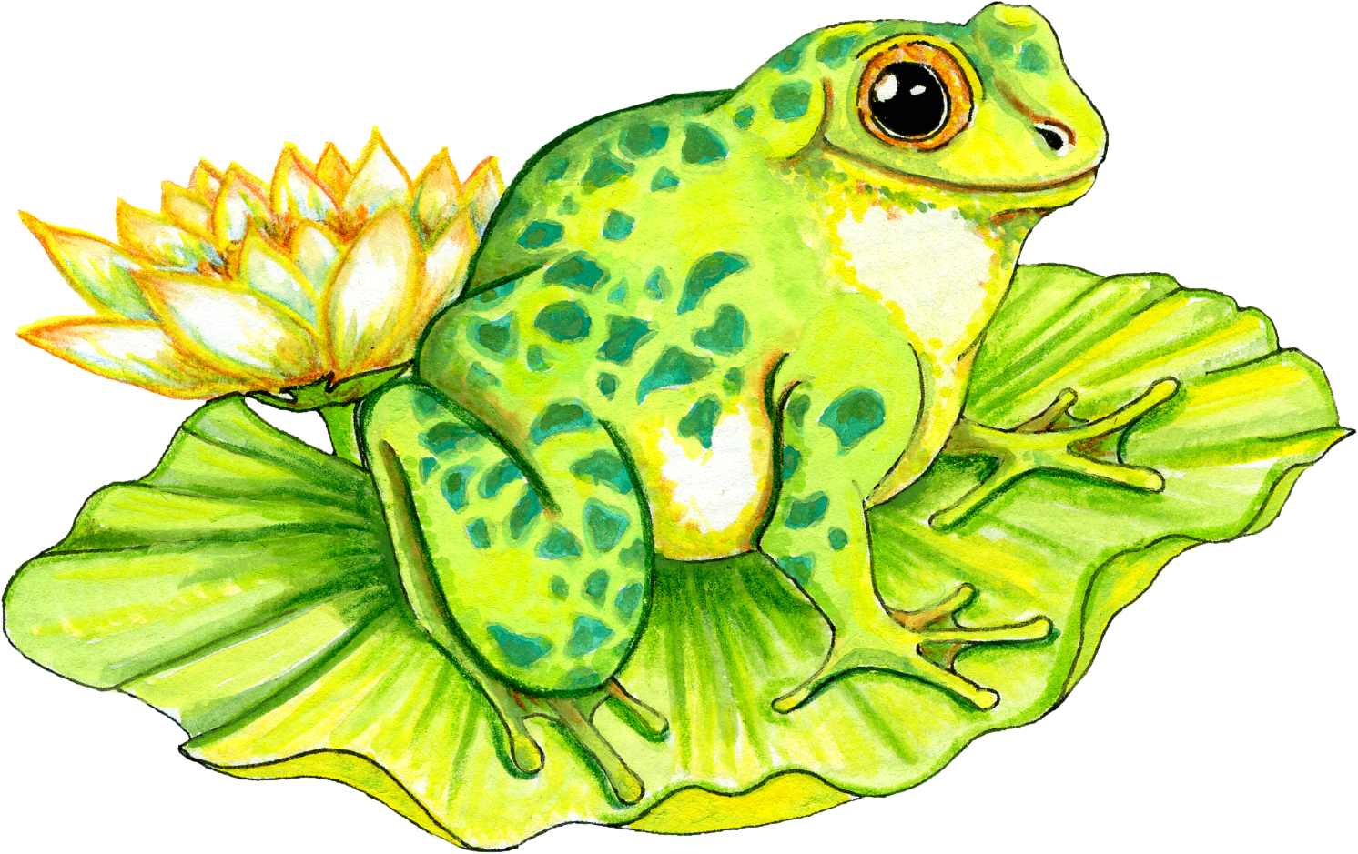 Free Frog on Lilly Pad Graphic - Transparent PNG files and Paint ...