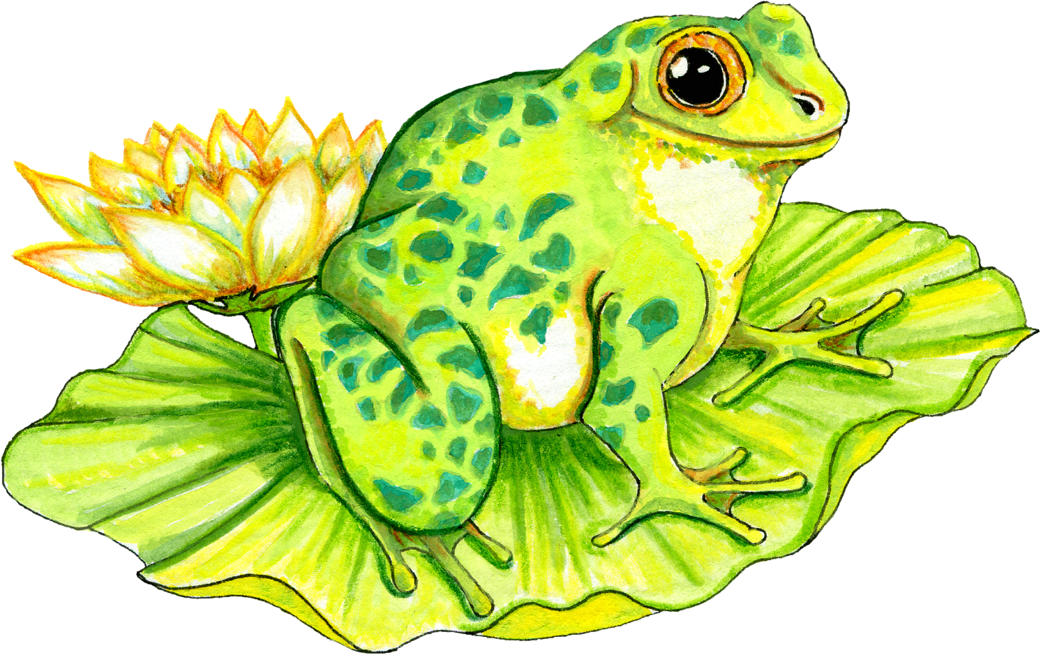Lilypad Clipart - ClipArt Best