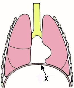 Respiratory System Images For Kids - ClipArt Best