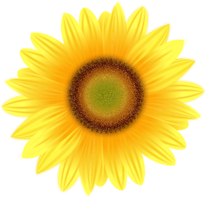 Sunflower Drawing - Free Clipart Images