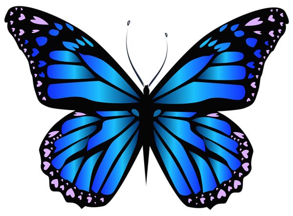 Blue Butterfly | Butterflies, Moth ...
