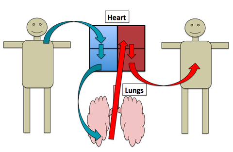 Layers of the heart | Circulatory system introduction | Advanced ...