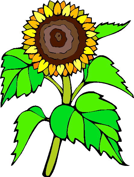 Clip Art - Clip art sunflower 331101
