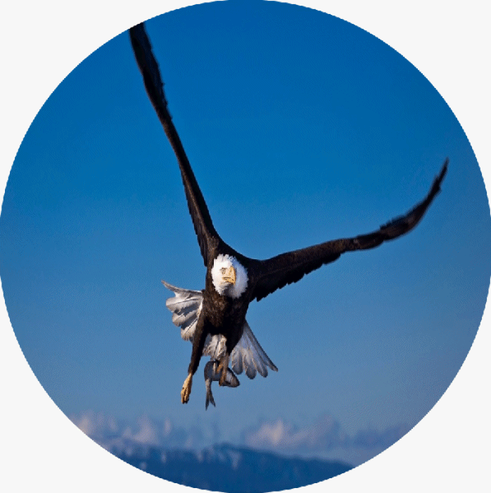 free clipart of eagles soaring - photo #48