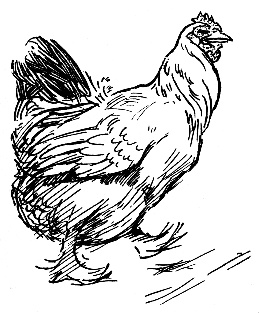 drawing line in front of chicken