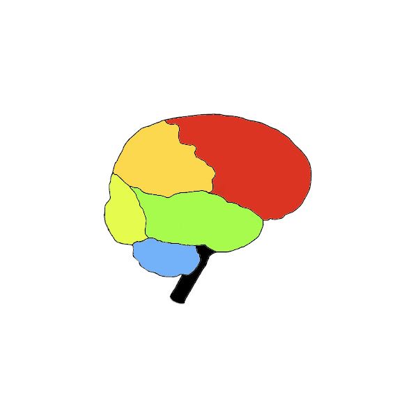 Fill In The Blank Brain Diagrams - ClipArt Best