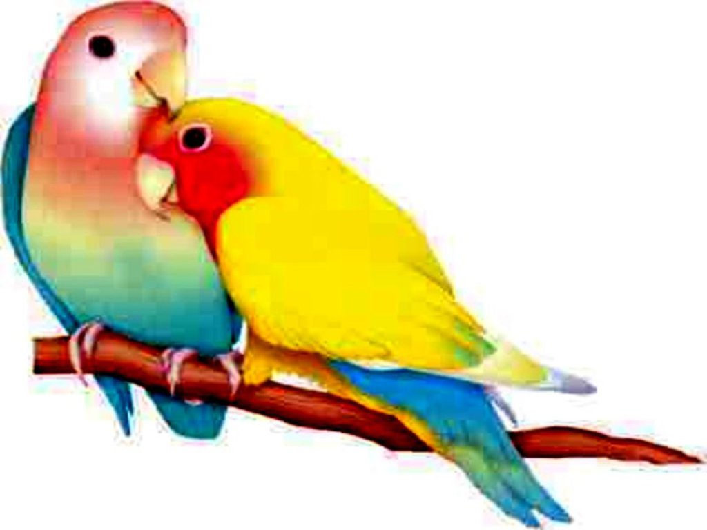 Love Birds Animation - ClipArt Best