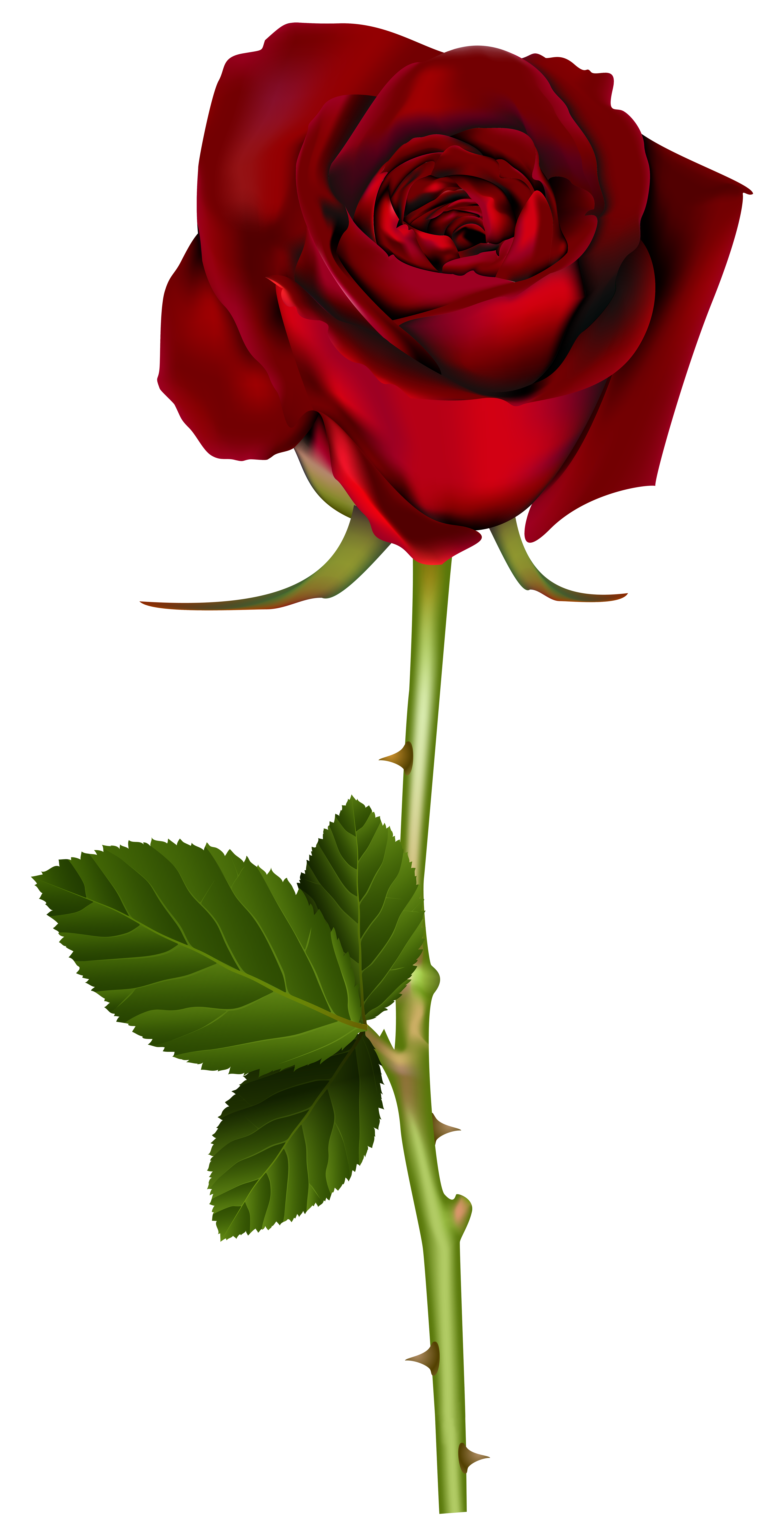 Red Rose PNG Transparent Image