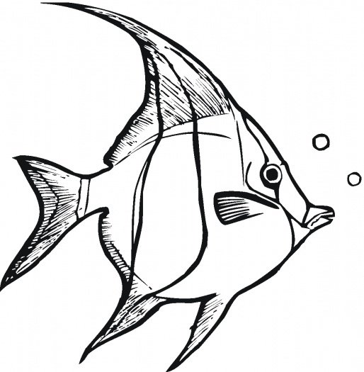 Angel fish outline clipart black and white ClipArt Best ClipArt Best