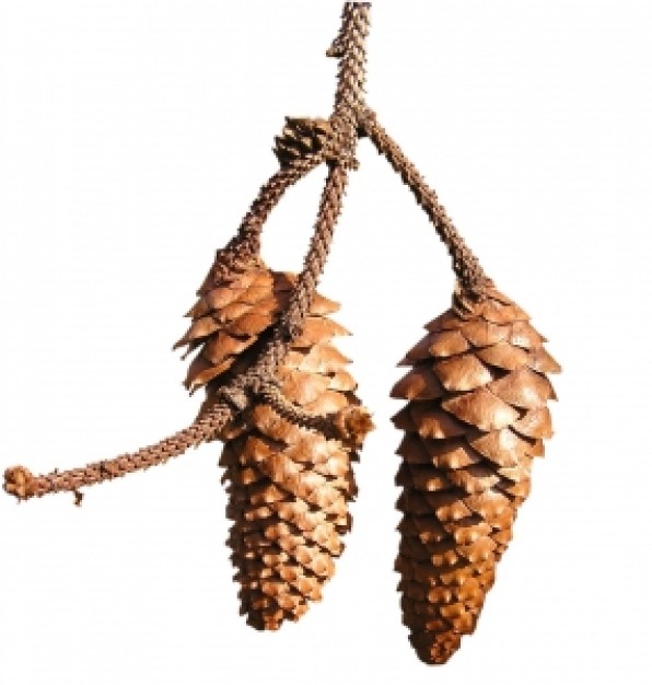 pine cones | Download free Photos