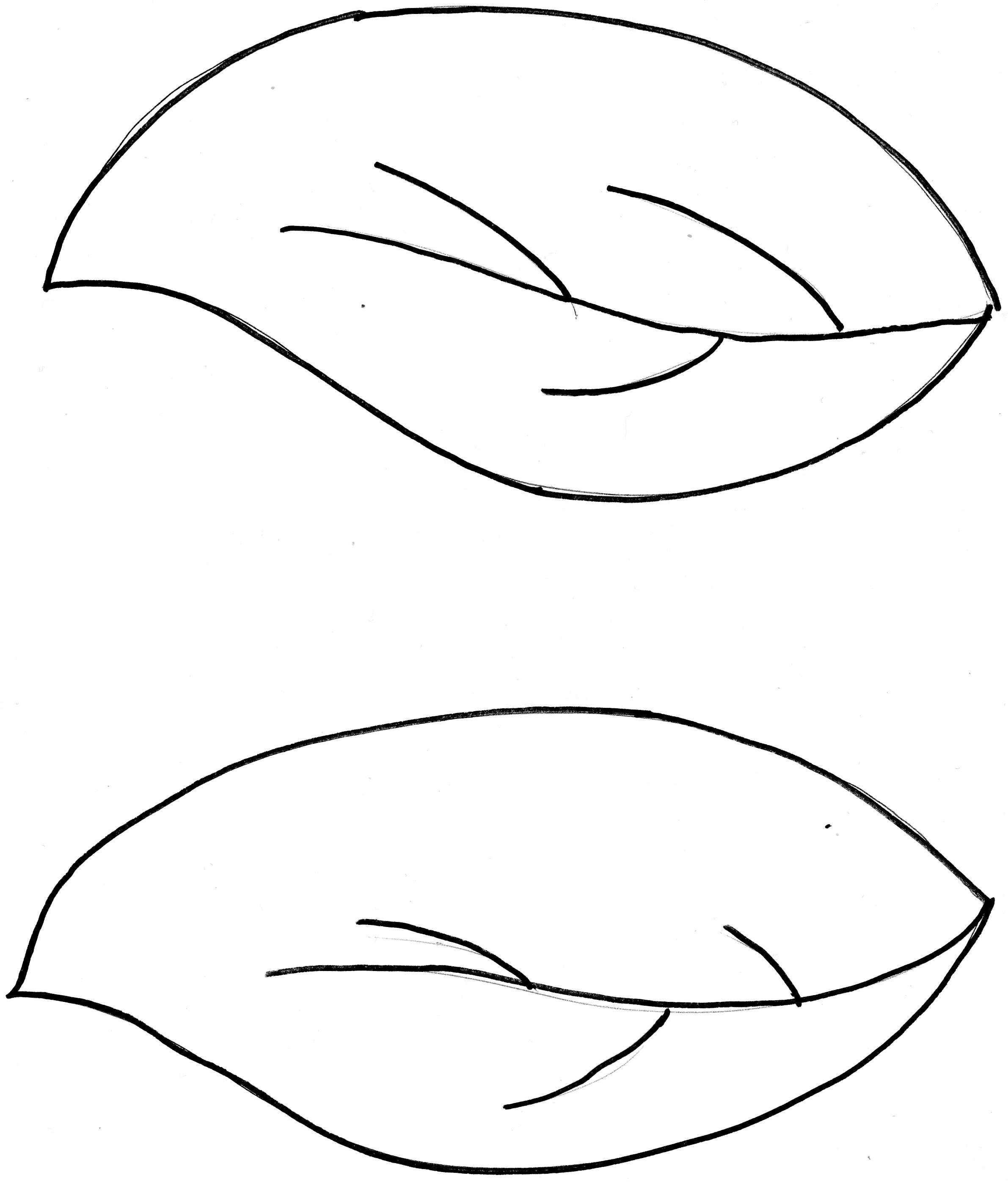Leaf Outline Template ClipArt Best