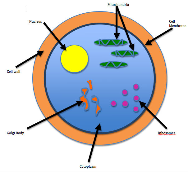 Animal Cell Not Labeled - ClipArt Best