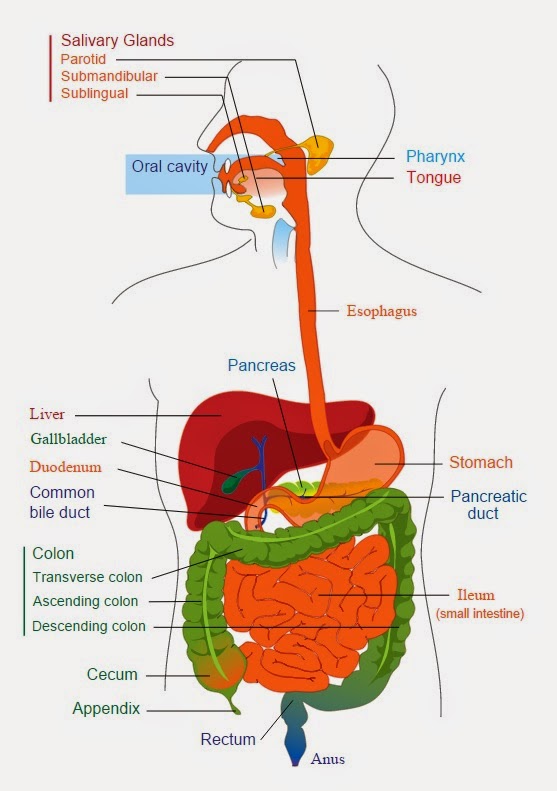 The Scientific Mom: Let's Take A Trip Through The Digestive System!