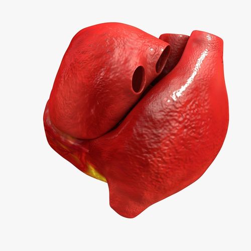 3D model Animated Realistic Human Heart - Medically Accurate VR ...