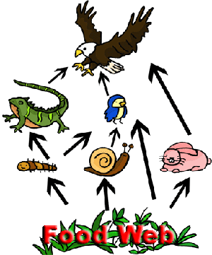 Clipart animals food chain
