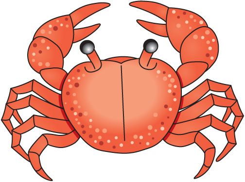 1000+ images about all OCEAN CREATURES , BEACH LIFE (CLIP ART) on ...