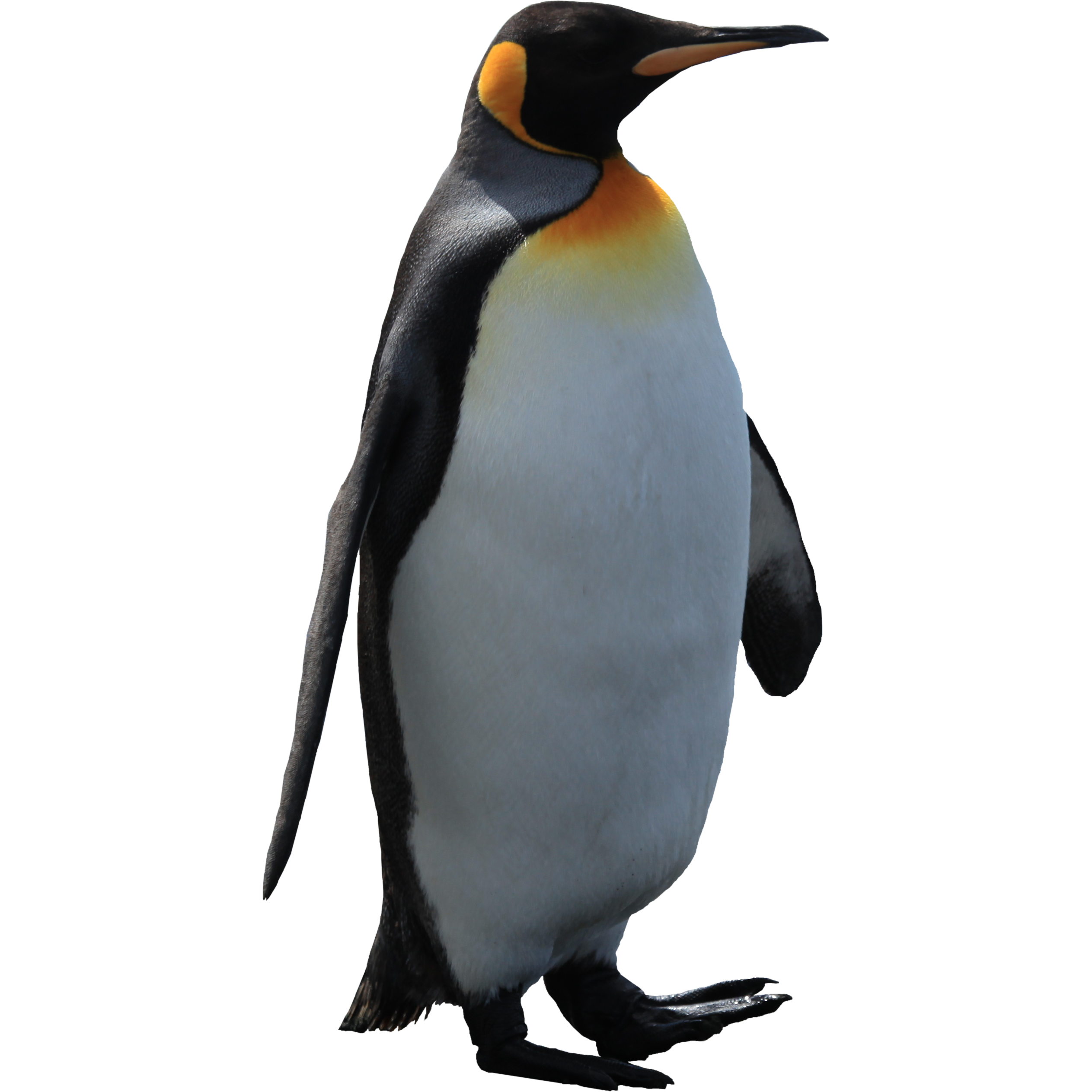 Penguin Pictures Collection (46+)