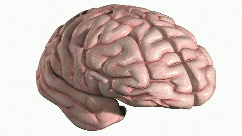 Cerebral Hemisphere / Brain Lobe / Computer Animation | HD Stock ...