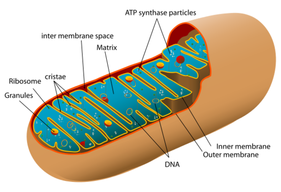 Animal Cell Picture Without Labels Clipart - Free to use Clip Art ...