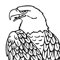 Bald Eagle Coloring Pages. how to draw a bald eagle step by step ...