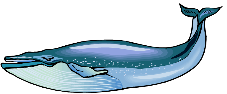 Humpback Whale Clipart - Tumundografico