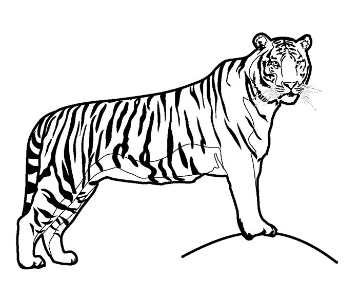 60+ Tiger Shape Templates, Crafts & Colouring Pages | Free ...