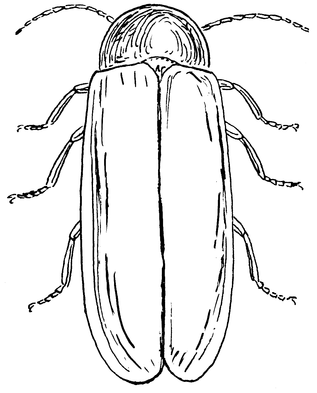 Lightning Bug Coloring Pages - AZ Coloring Pages