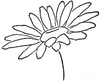 Daisy Drawing | Draw Flowers, Basic ...