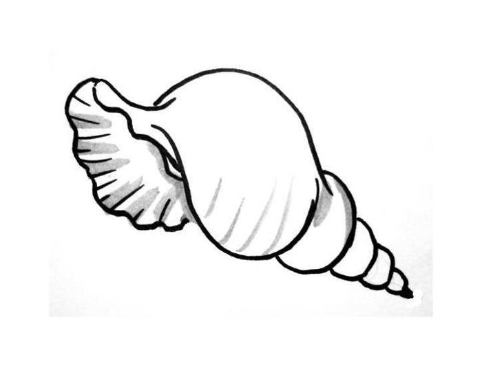 Sea shell coloring pages
