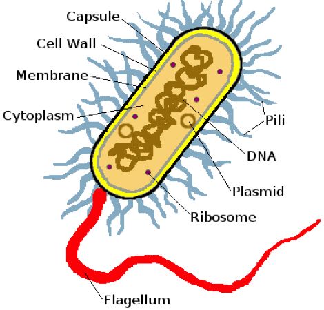 diagrams of bacteria ~ Www.jebas.us