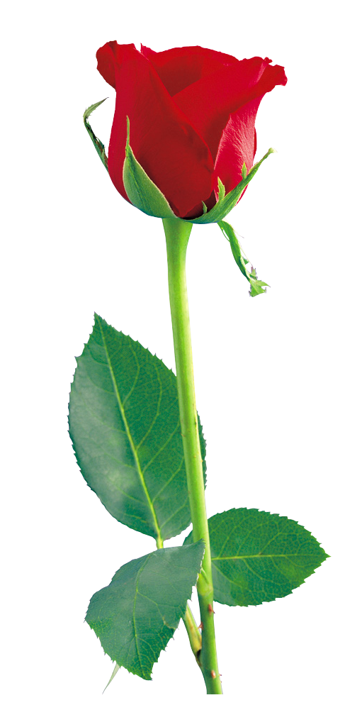 Red Rose Flower Clipart – Clipart Free Download