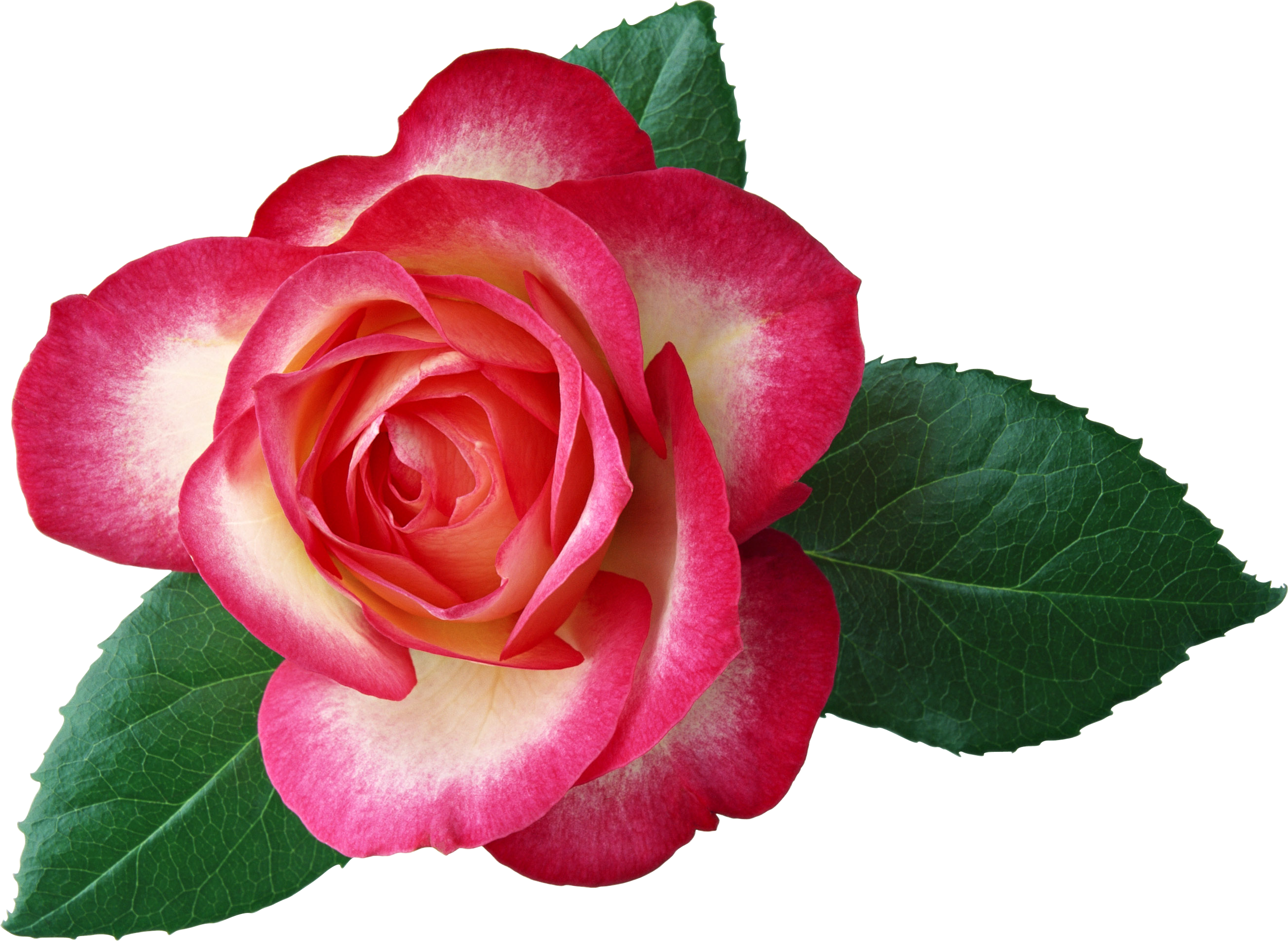 Large_Rose_Clipart_Picture.png?m=1372802400